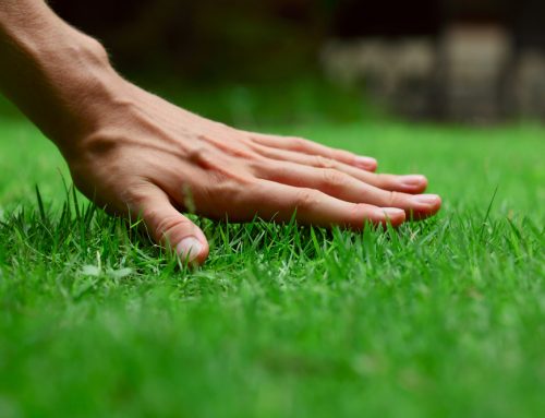 Tips for a Healthy and Budget-Friendly Lawn