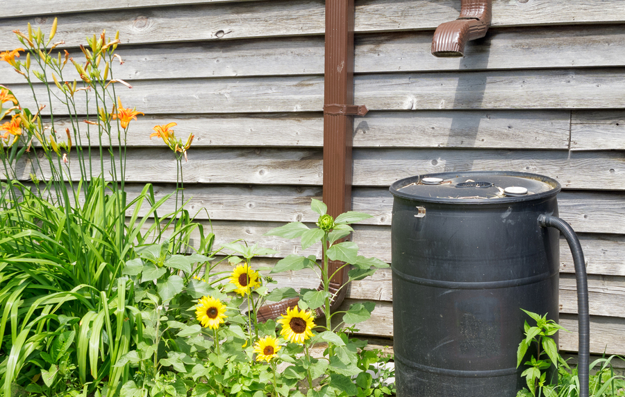Harvested rainwater should not be used for drinking - Save Water Texas ...