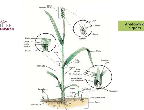 How Grasses Grow – A new website by Texas A&M AgriLife Extension Service