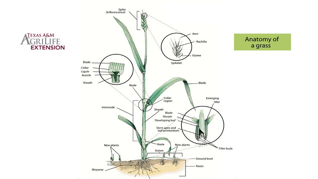 anatomy of grass