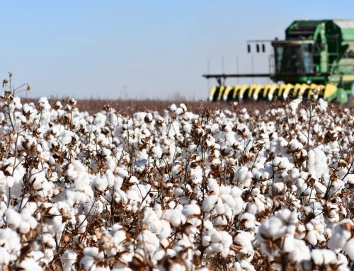 North Plains water district, AgriLife Extension promote cotton education